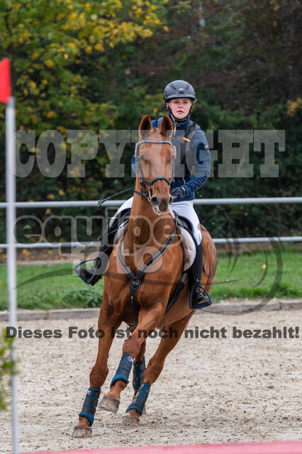 Goldene Schärpe 2020 - Pferde