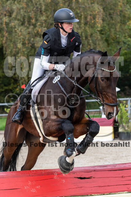 Goldene Schärpe 2020 - Pferde