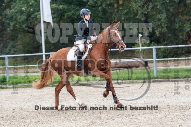 Goldene Schärpe 2020 - Pferde