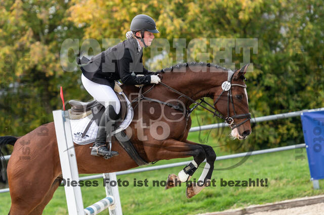 Goldene Schärpe 2020 - Pferde