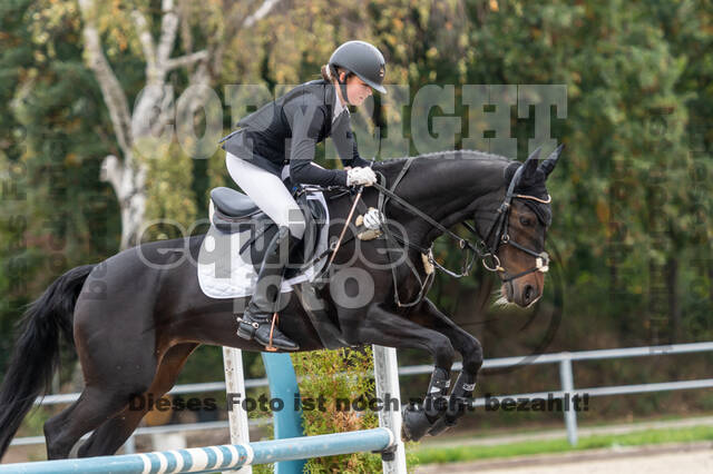 Goldene Schärpe 2020 - Pferde