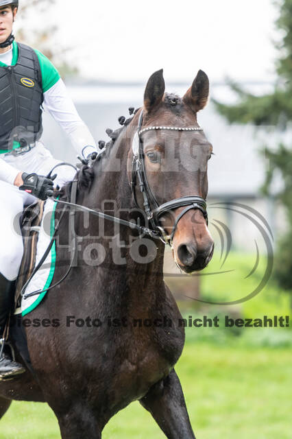 Goldene Schärpe 2020 - Pferde