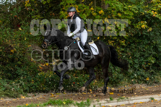 Goldene Schärpe 2020 - Pferde