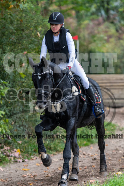 Goldene Schärpe 2020 - Pferde