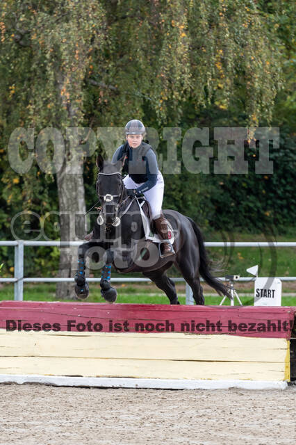 Goldene Schärpe 2020 - Pferde