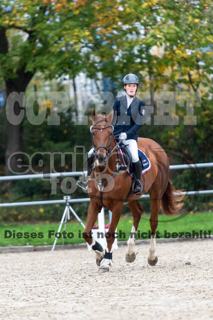 Goldene Schärpe 2020 - Pferde