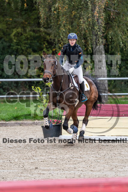 Goldene Schärpe 2020 - Pferde