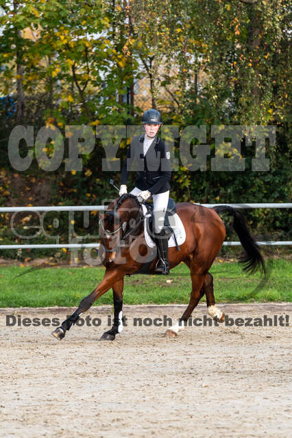 Goldene Schärpe 2020 - Pferde