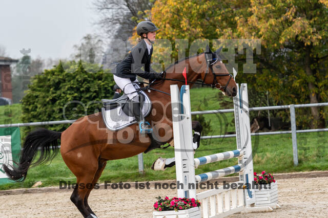 Goldene Schärpe 2020 - Pferde