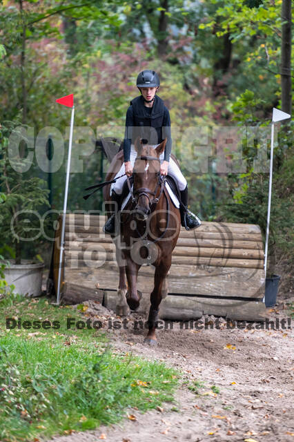 Goldene Schärpe 2020 - Pferde