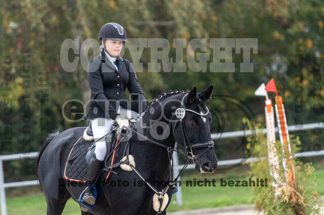 Goldene Schärpe 2020 - Pferde