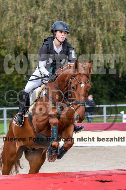 Goldene Schärpe 2020 - Pferde