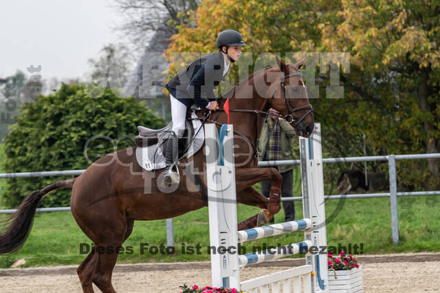 Goldene Schärpe 2020 - Pferde