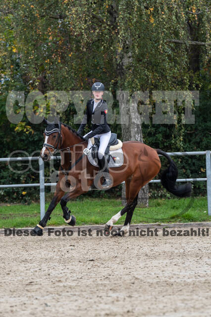 Goldene Schärpe 2020 - Pferde