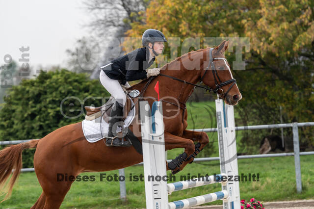 Goldene Schärpe 2020 - Pferde