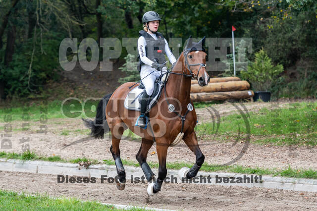 Goldene Schärpe 2020 - Pferde