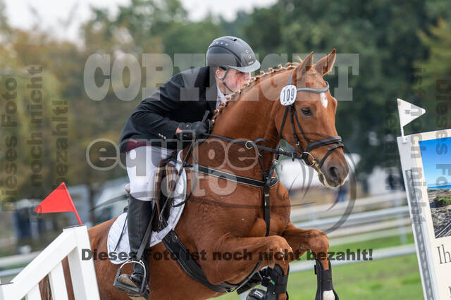 Goldene Schärpe 2020 - Pferde