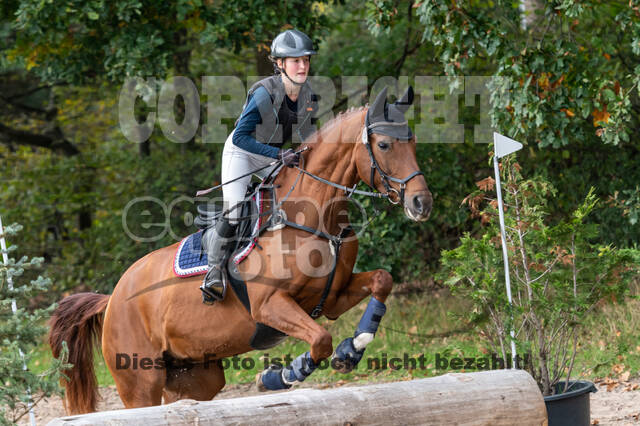 Goldene Schärpe 2020 - Pferde