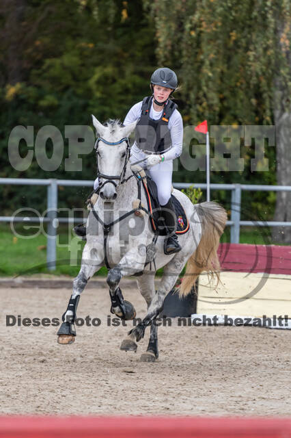 Goldene Schärpe 2020 - Pferde