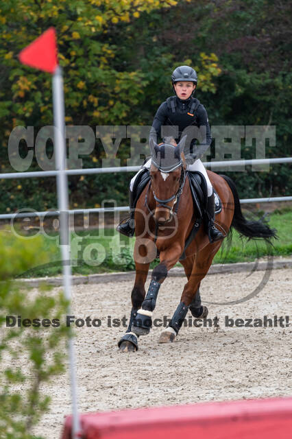 Goldene Schärpe 2020 - Pferde