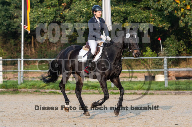 Goldene Schärpe 2020 - Pferde