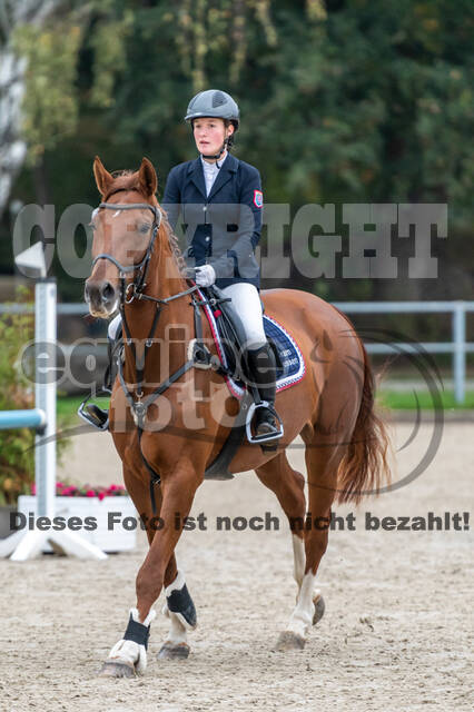 Goldene Schärpe 2020 - Pferde