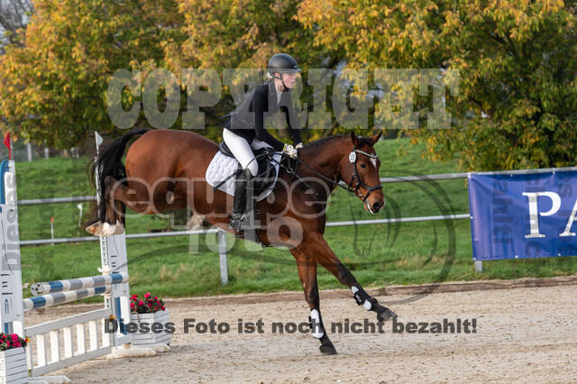 Goldene Schärpe 2020 - Pferde