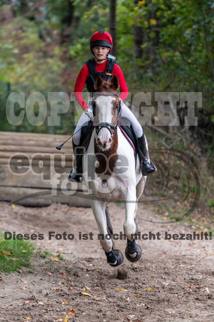 Goldene Schärpe 2020 - Pferde