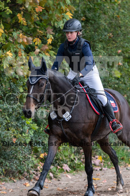 Goldene Schärpe 2020 - Pferde