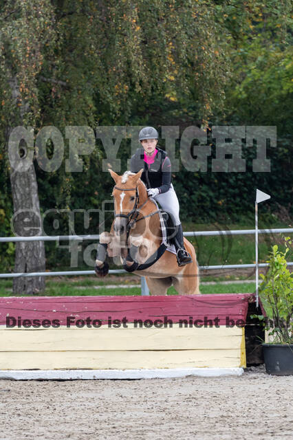 Goldene Schärpe 2020 - Pferde