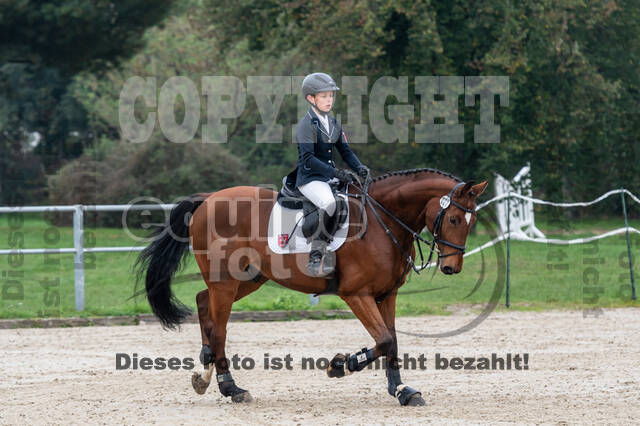 Goldene Schärpe 2020 - Pferde