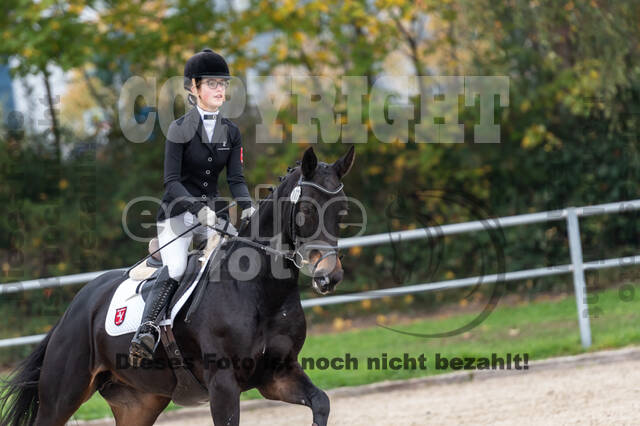 Goldene Schärpe 2020 - Pferde