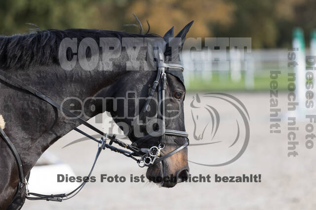 IGV Lehrgang der Sieger der Cups mit Frank Ostholt