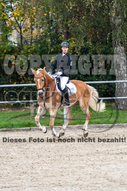 Goldene Schärpe 2020 - Pferde