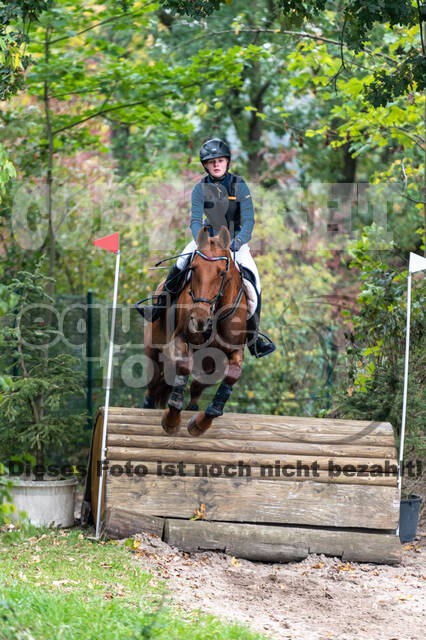 Goldene Schärpe 2020 - Pferde