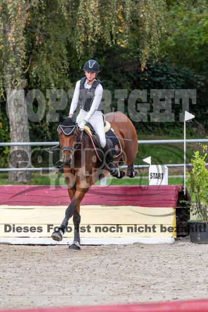 Goldene Schärpe 2020 - Pferde