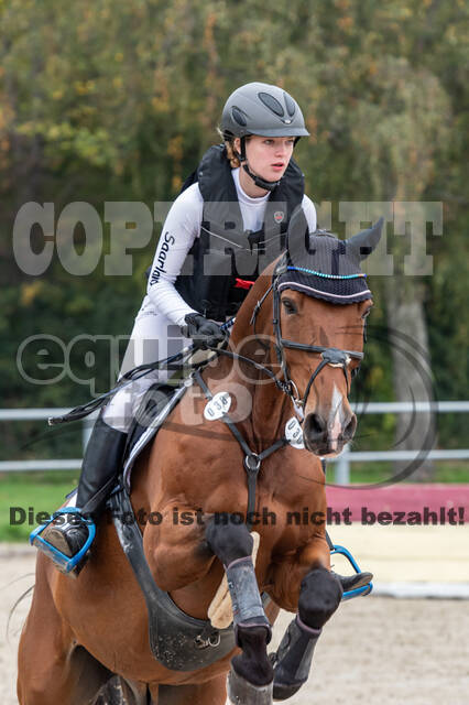 Goldene Schärpe 2020 - Pferde