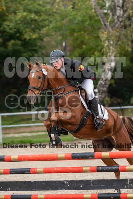 Goldene Schärpe 2020 - Pferde