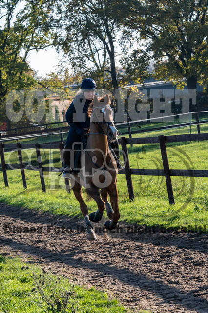 Vielseitigkeitslehrgang mit Jürg Kurbel (9.+10.11.2019)
