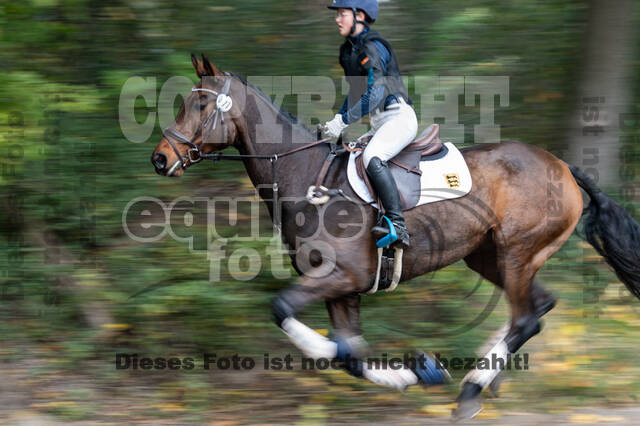 Goldene Schärpe 2020 - Pferde