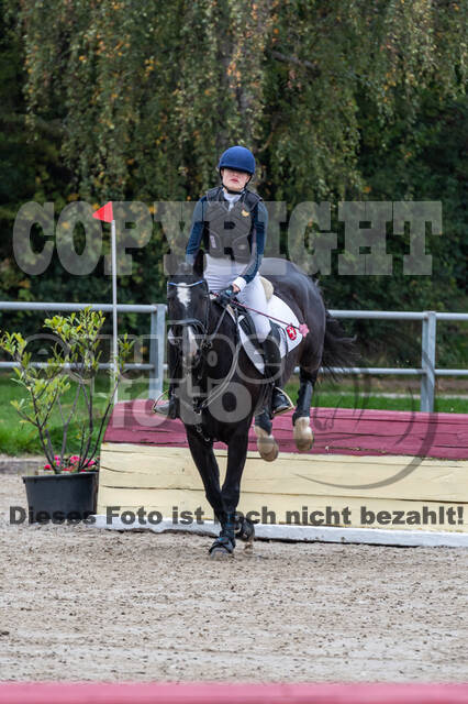 Goldene Schärpe 2020 - Pferde