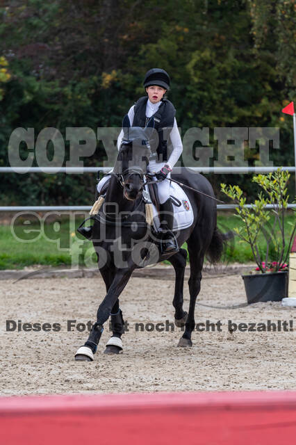 Goldene Schärpe 2020 - Pferde