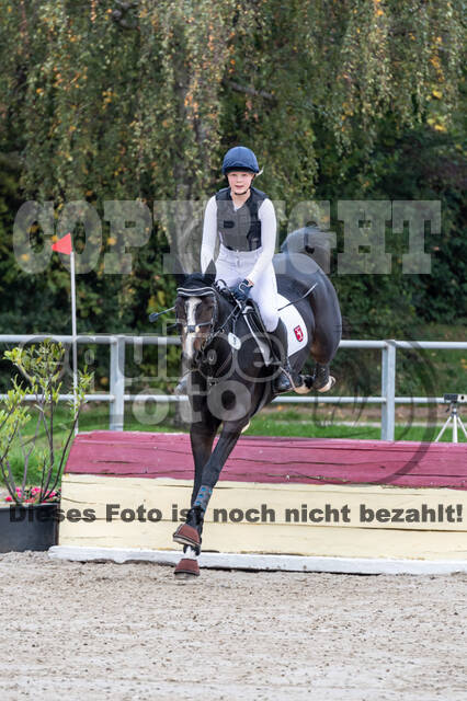 Goldene Schärpe 2020 - Pferde