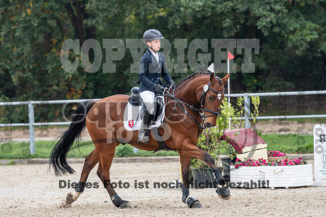 Goldene Schärpe 2020 - Pferde