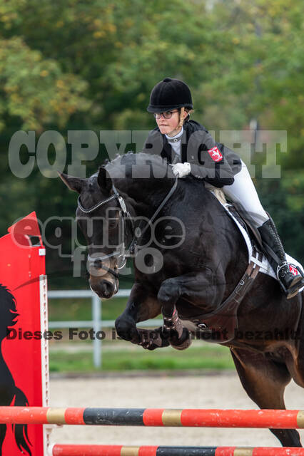 Goldene Schärpe 2020 - Pferde