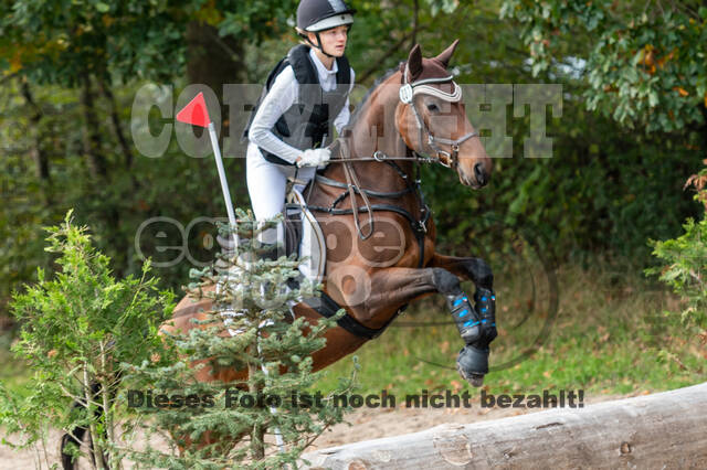 Goldene Schärpe 2020 - Pferde