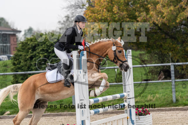 Goldene Schärpe 2020 - Pferde