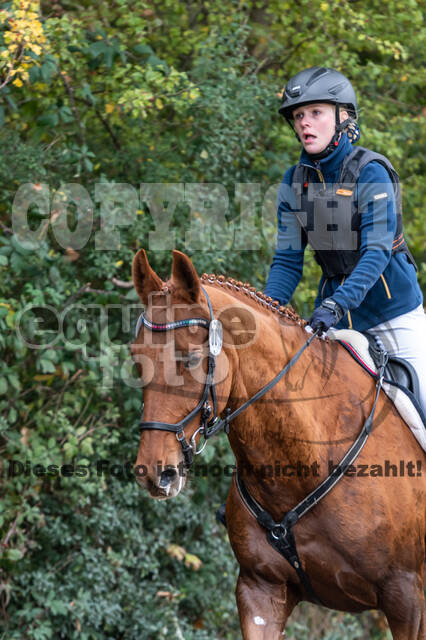 Goldene Schärpe 2020 - Pferde