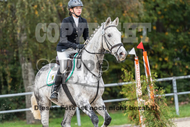 Goldene Schärpe 2020 - Pferde