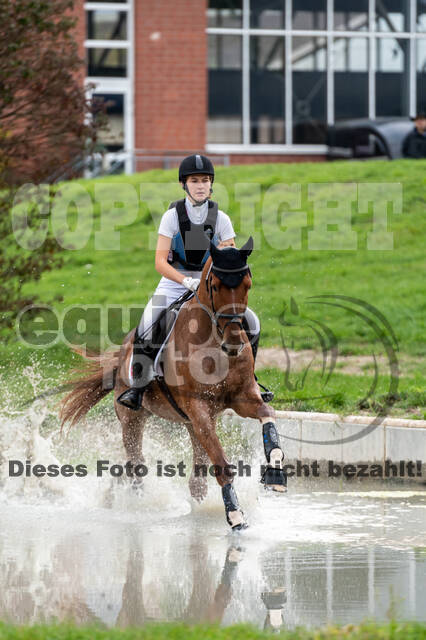 Goldene Schärpe 2020 - Pferde